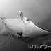 ray_manta_stam_h_0041_yap0203_bw.jpg